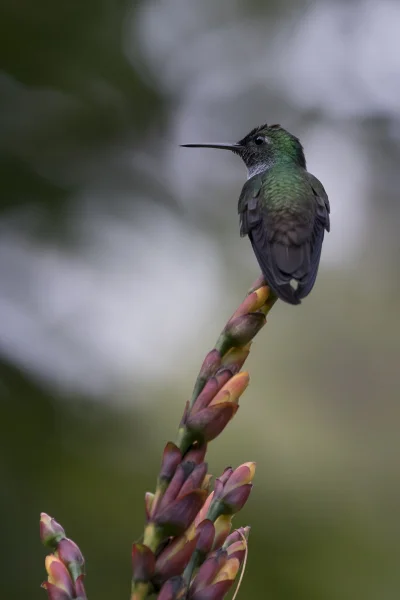 angelosodano - Szmaragdzik modrowstęgi (Amazilia amabilis)_
#vaticanouccello #ptaki ...