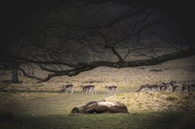 mektoncjusz - Dzisiaj byłem w Petworth Park
Każdy komentarz mile widziany

Foto ro...