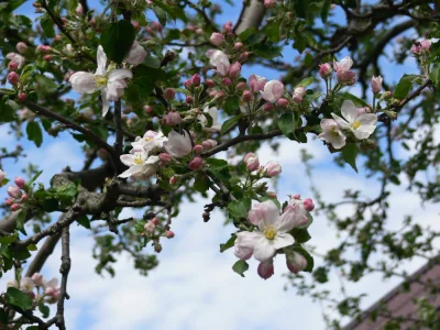 Anks - jabłoń już kwitnie ;) #anksfoto #wiosna