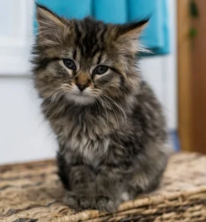 TypowaDzesika - Mały Kelvin ma poważny przypadek weltschmerzu 
#koty #kot