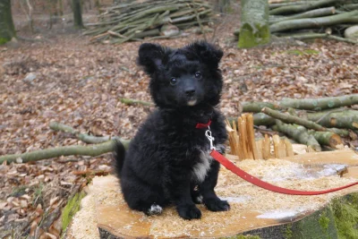 Mayers - Moja 3 miesięczna Lily na spacerze w lesie ( ͡° ͜ʖ ͡°)
#psy #pokazpsa
