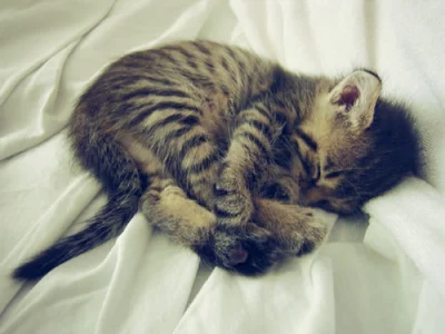 ptto - Dobranoc mirole! do jutra, bo dziś grzeczne kotki idą już spać ;) #kotnadobran...