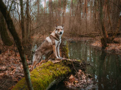 pranko_csv - Znaleźliśmy fajną miejscówkę na zdjęcie.
#dziendobry z #prankothewolfdog...