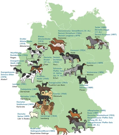 pociagthora - Niemieckie rasy psów- gdzie i kiedy zostały wyhodowane. Niemcy są kraje...