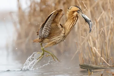 Lifelike - Bąk (Botaurus stellaris)
Autor: Peter Hantai
#przyroda #fotografia #foto...