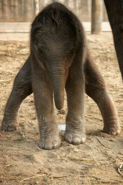 GraveDigger - Mały 12 godzinny słonik :)
#zwierzaczki #slonie
@gugas @kasiknocheinm...