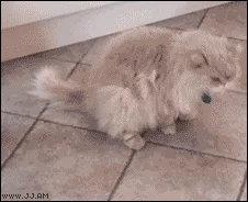 Yog-Sothoth - #heheszki #koty #gif 

Może to ta godzina tak działa ale śmiechłem motz...