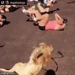 zyyx - #heheszki #smiesznypiesek