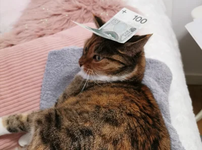 Gabi8 - Zaplusuj kitku ze stówą na głowie a zostaniesz milionerem w 2020 #koty #kitku