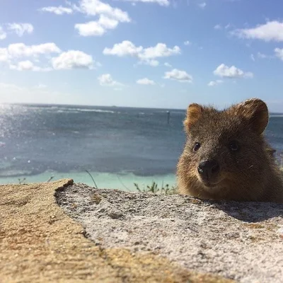 reshcat - dla wszystkich tęskniących za latem słoneczna quoczka ʕ•ᴥ•ʔ #quokkanadzis #...