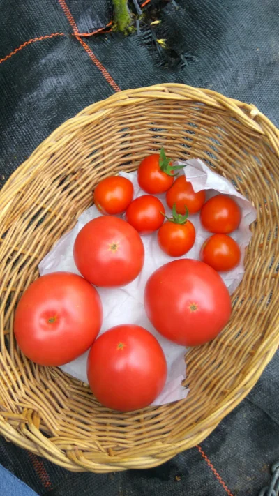 potatowitheyes - #ogrodnictwo #pomidory
Problemy w pracy, problemy sercowe, problemy....