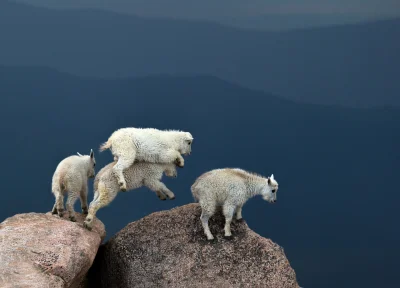 Zdejm_Kapelusz - Górskie kozy kaskaderki.

#zwierzaczki #gory