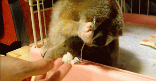 tomix - #smiesznypiesek #lemur #cyganie #gif