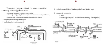 bioslawek - Nieredukowalnie złożony transport [translokacja] białek do mitochondriów ...