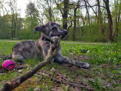 Jarczur - Hej, miesiąc temu wrzucałem tu zaskakująco szybko rosnącego kundla, Iwi.

@...