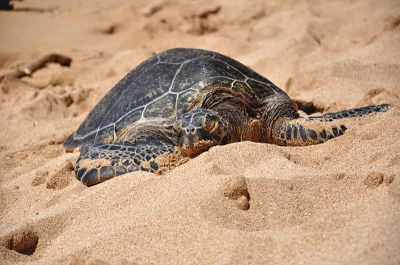 mamasaidbecool - Maui, Hawaje. Żółwie leżą na plaży i wygrzewają się na słońcu :) wię...