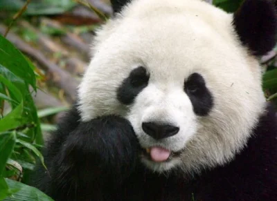Rmne - @gregu-: skyrim le, Panda Panda ( ͡° ͜ʖ ͡°)