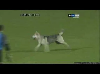 KapralWiaderny - Pamiętne wbiegnięcie psa na boisko w czasie meczu Polonia Bytom - Wi...