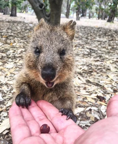 aloszkaniechbedzie - Dzisiaj #quokkanadzis #quokkanawieczor i humor poprawiony!

#quo...