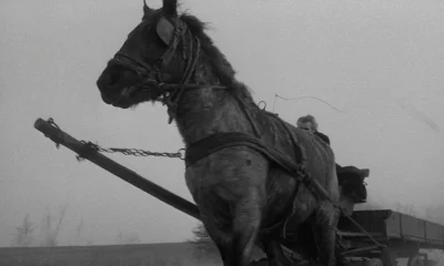 WezelGordyjski - Kadr z filmu ''Koń Turyński'' 

3 stycznia 1889 roku niemiecki fil...