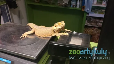 zooartykuly_pl - Franek - Agama Brodata
Prywatna ochrona sklepu :)

Śledźcie tag #...