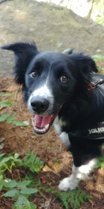 Hatovsky - Logan <3
#pies #smiesznypiesek #bordercollie #usmiechboners