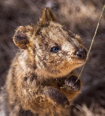 aloszkaniechbedzie - #quokkanadzis #quokkanawczoraj #quokka #zwierzaczki