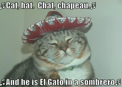 Oszaty - #sombrero #sombrerocats #koty #niemoje