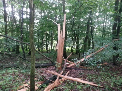 hbmm - Dzisiaj byłem w lesie i znalazłem roztrzaskane drzewo od pioruna #burza #pioru...