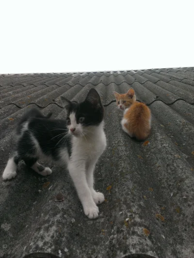 marlang1 - Wstawiam kotki sąsiadów na dachu ( ͡° ͜ʖ ͡°)
#pokazkota #koty