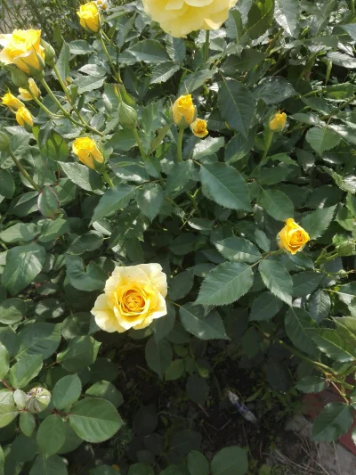 laaalaaa - Róża 3/100
#mojeroze #chwalesie #ogrodnictwo #mojezdjecie
