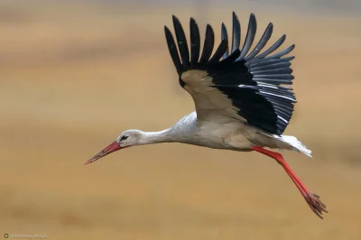 flog - Zdjęcie dnia z 17 sierpnia – wybór Flogowiczów – dominikaig - https://dominika...