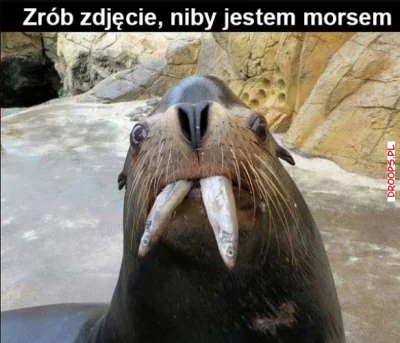 droops - Foka z poczuciem humoru #heheszki #humorobrazkowy #fokarium