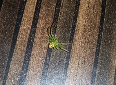 tomcio_paluch - Takiego koleżkę znalazłem dziś rano w mieszkaniu. Co to za pająk?

...