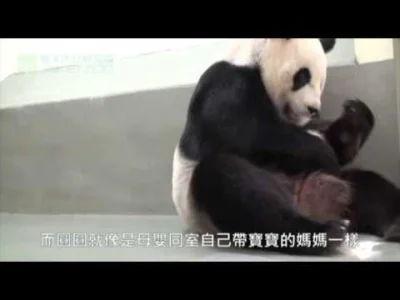 babisuk - Panda wielka odgryza głowę swojemu młodemu! 



SPOILER
SPOILER


#pandawie...