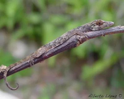 likk - zamiast powitania słów #porannaporcja Anolis occultusów


Anolis occultus −...