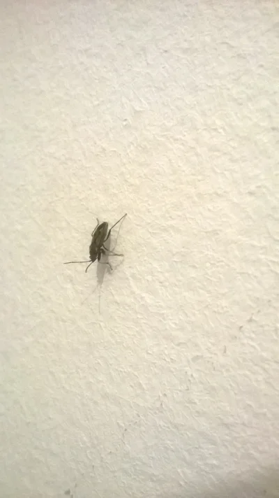 j.....i - Co to za #robak #owad? Te #owady chodzą mi po całym pokoju