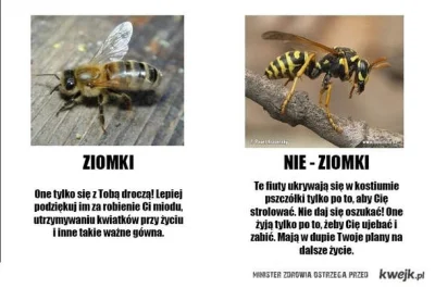 RRybak - @matti05: nie myl #pszczola z #osa !!