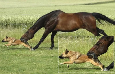 N.....i - Wyobraź sobie jak bardzo przerażające byłyby konie gdyby były mięsożerne. #...