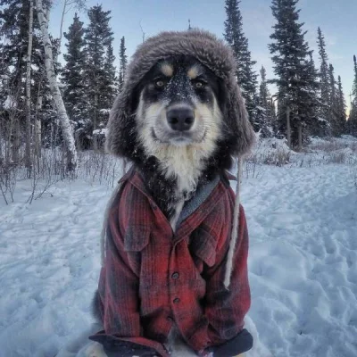 Treending - #heheszki #pies 

Zwarty i gotowy na zimę ᕙ(⇀‸↼‶)ᕗ
