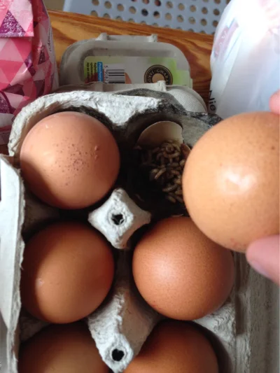 SerekWiejski12 - Zrób jajecznicę mówili- Będzie smacznie mówili... #gotujzwykopem #ch...