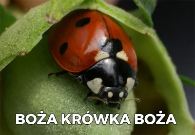 kubekwkubek - #kononowicz