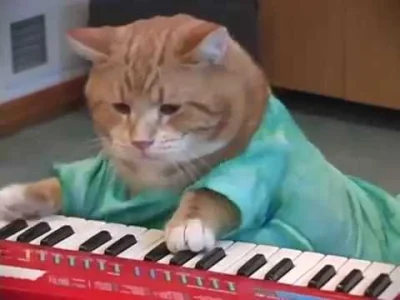 kopalina - #muzyka #muzykaelektroniczna #koty #smiesznypiesek