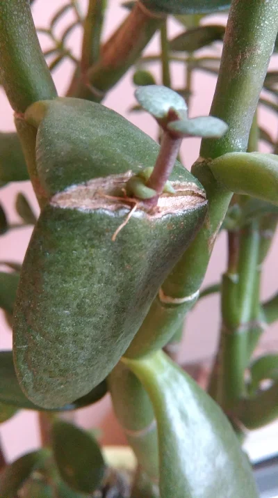 niewierze - Roślina Crassula ovata_ i jej ciekawa właściwość. Po przecięciu liścia na...