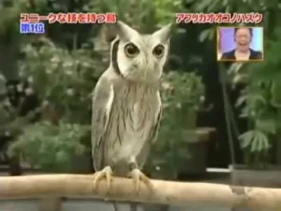 M.....r - @cheeseandonion: A to nie jest przypadkiem to samo co "Evil owl" z katalogu...