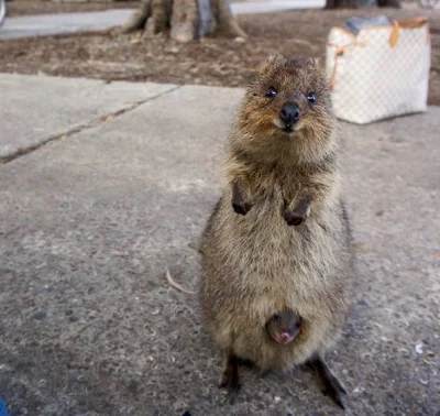 Avaritia - (｡◕‿‿◕｡)
#quokkanadzis #quokka