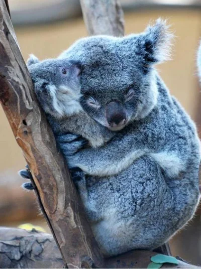 a.....n - #koale na #dobranoc, pora spać.