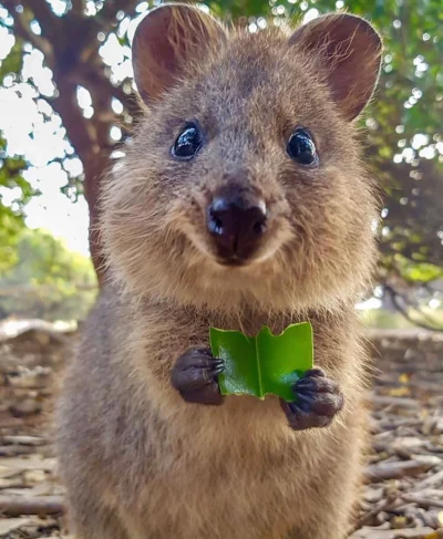 aloszkaniechbedzie - #quokkanadzis na zdrową dietę już czas :)

#quokka #zwierzaczki