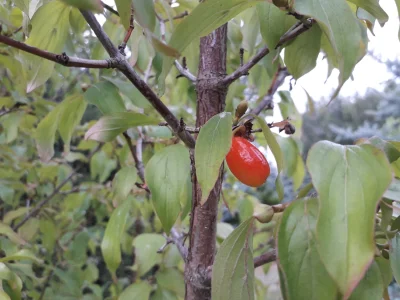 MacCredens - Mirasy, co to za drzewo picrel. Ma małe owoce, ok. 2cm długości, właśnie...