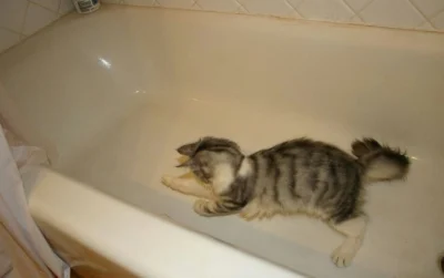 rubyduby - kot w wannie